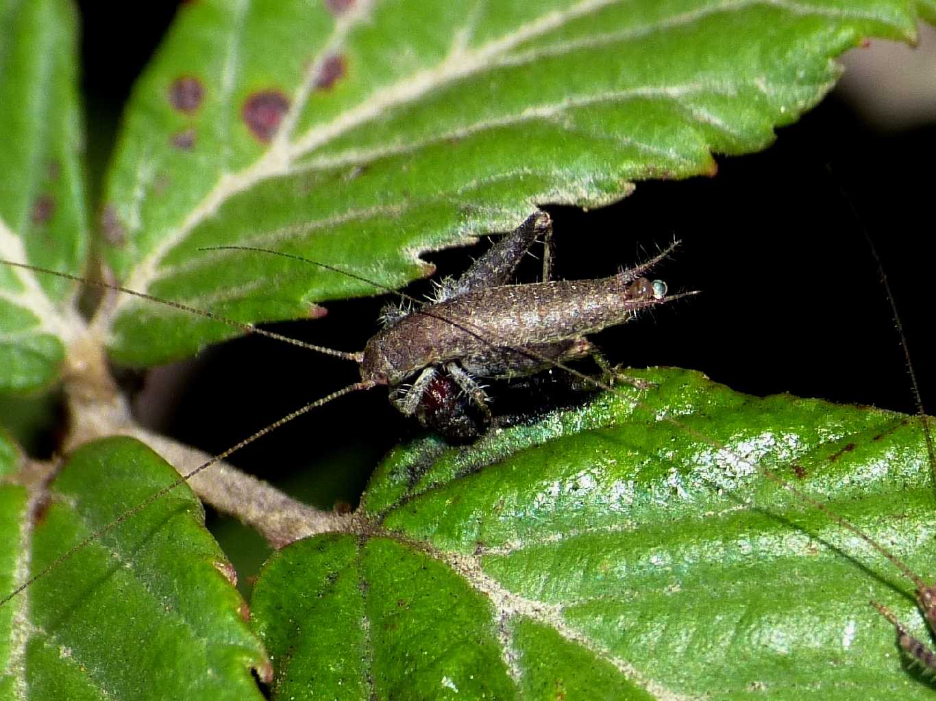 coppia di Arachnocephalus vestitus (Mogoplistidae)